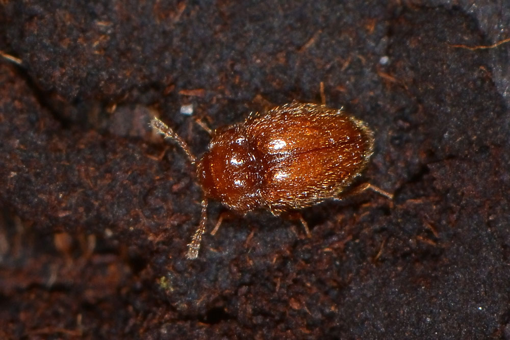 Endomychidae: Symbiotes gibberosus